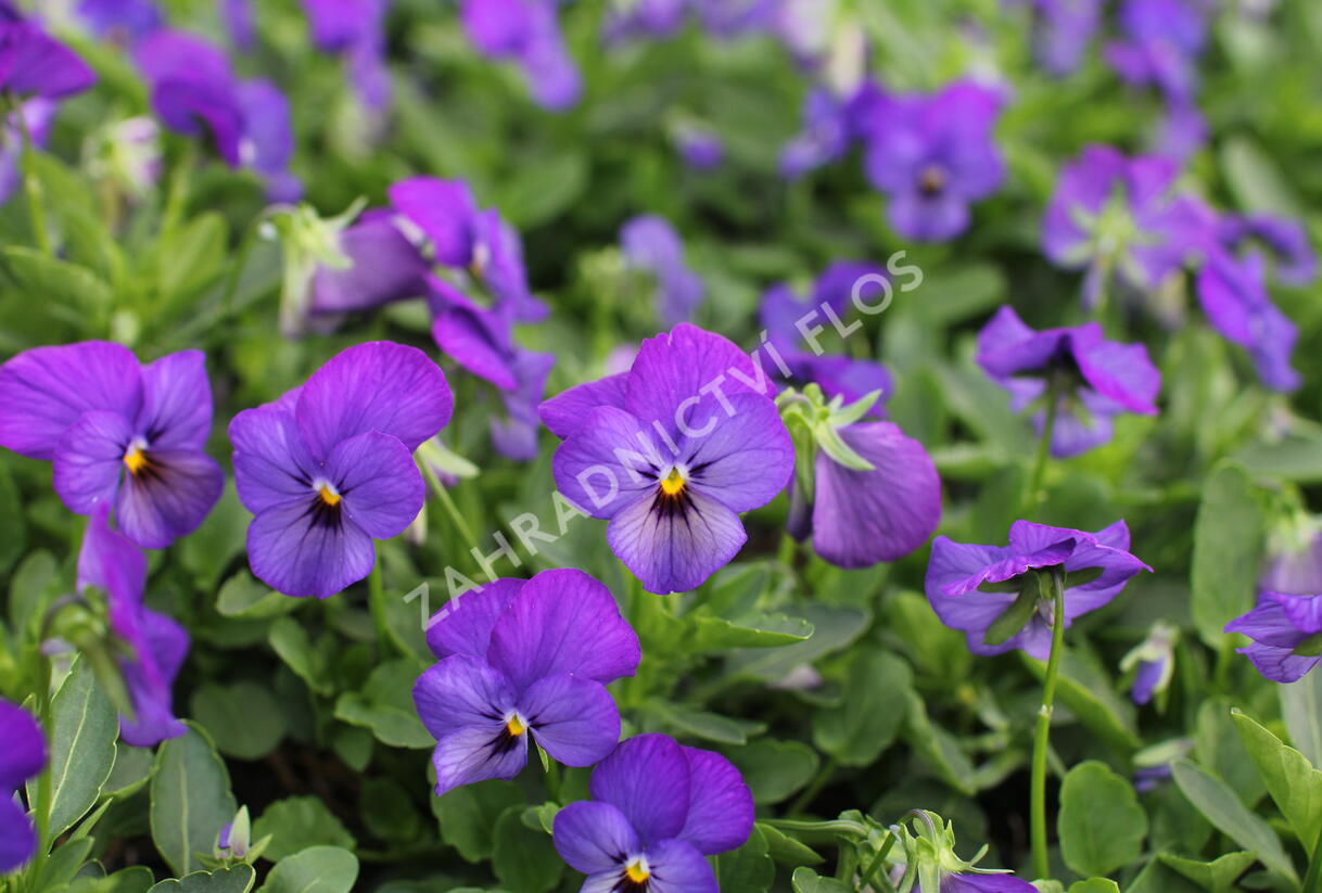 Violka růžkatá 'Deltini Blue' - Viola cornuta 'Deltini Blue'