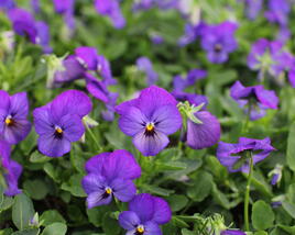 Violka růžkatá 'Deltini Blue'