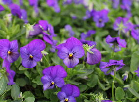 Violka růžkatá 'Deltini Blue' - Viola cornuta 'Deltini Blue'