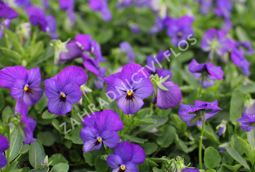 Violka růžkatá 'Deltini Blue' - Viola cornuta 'Deltini Blue'