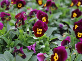 Violka růžkatá 'Deltini Purple with Golden Center' - Viola cornuta 'Deltini Purple with Golden Center'