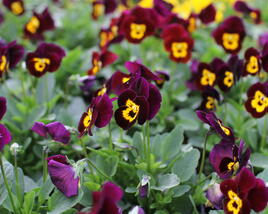 Violka růžkatá 'Deltini Purple with Golden Center'