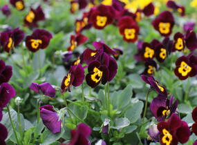 Violka růžkatá 'Deltini Purple with Golden Center' - Viola cornuta 'Deltini Purple with Golden Center'