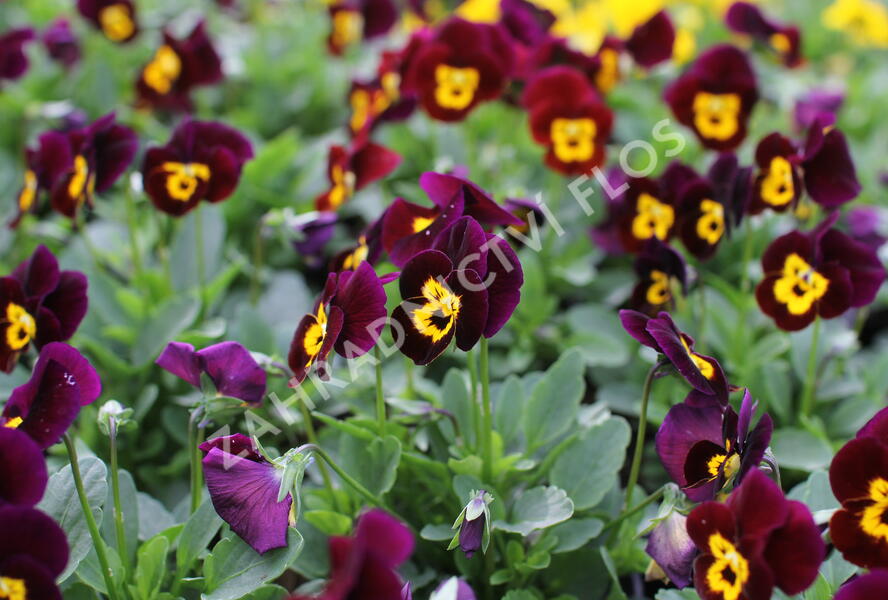 Violka růžkatá 'Deltini Purple with Golden Center' - Viola cornuta 'Deltini Purple with Golden Center'