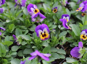Violka růžkatá 'Deltini Violet Blue' - Viola cornuta 'Deltini Violet Blue'