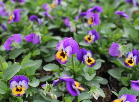 Violka růžkatá 'Deltini Violet Blue' - Viola cornuta 'Deltini Violet Blue'