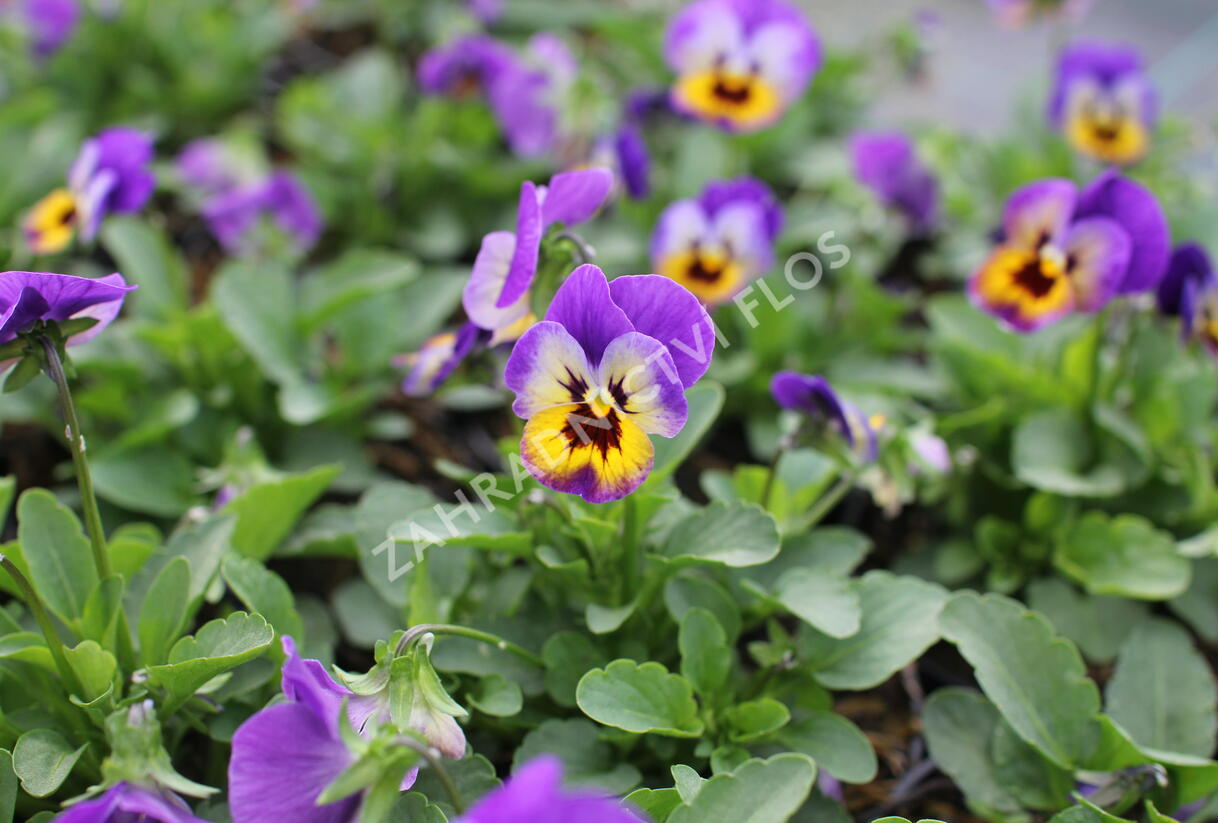 Violka růžkatá 'Deltini Violet Blue' - Viola cornuta 'Deltini Violet Blue'