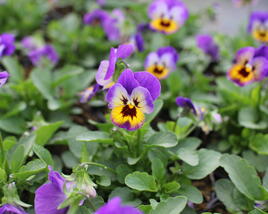 Violka růžkatá 'Deltini Violet Blue'