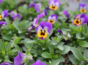 Violka růžkatá 'Deltini Violet Blue' - Viola cornuta 'Deltini Violet Blue'