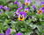 Violka růžkatá 'Deltini Violet Blue'