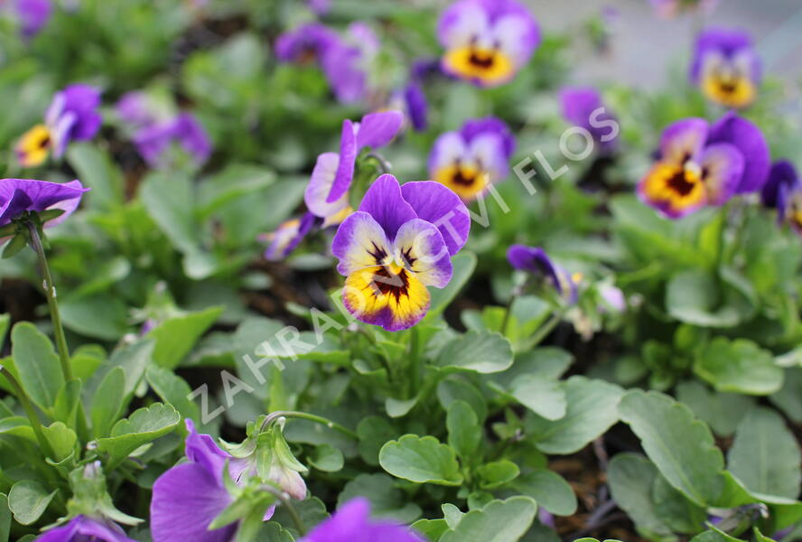 Violka růžkatá 'Deltini Violet Blue' - Viola cornuta 'Deltini Violet Blue'