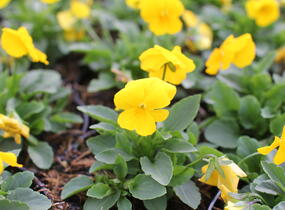 Violka růžkatá 'Deltini Yellow' - Viola cornuta 'Deltini Yellow''