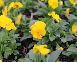 Violka růžkatá 'Deltini Yellow'