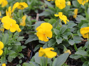 Violka růžkatá 'Deltini Yellow' - Viola cornuta 'Deltini Yellow''