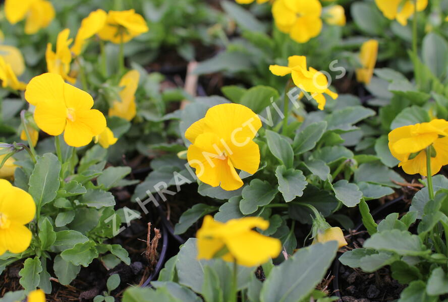 Violka růžkatá 'Deltini Yellow' - Viola cornuta 'Deltini Yellow''