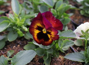 Violka, maceška zahradní 'Colossus Blotched Mix' - Viola wittrockiana 'Colossus Blotched Mix'