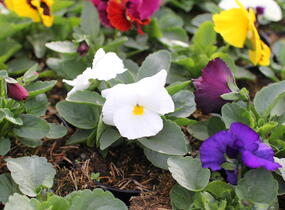 Violka, maceška zahradní 'Colossus Blotched Mix' - Viola wittrockiana 'Colossus Blotched Mix'