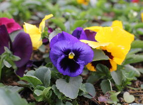 Violka, maceška zahradní 'Colossus Blotched Mix' - Viola wittrockiana 'Colossus Blotched Mix'