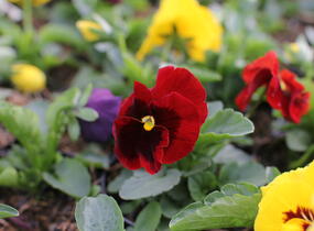 Violka, maceška zahradní 'Colossus Blotched Mix' - Viola wittrockiana 'Colossus Blotched Mix'