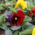 edfc8339-image.jpg