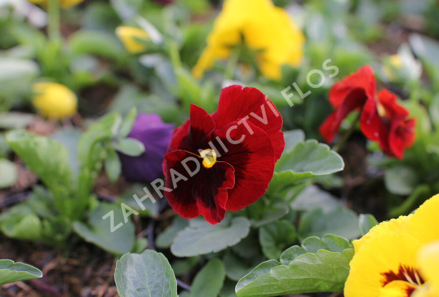 Violka, maceška zahradní 'Colossus Blotched Mix' - Viola wittrockiana 'Colossus Blotched Mix'