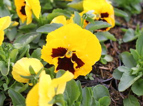Violka, maceška zahradní 'Colossus Yellow with Blotch' - Viola wittrockiana 'Colossus Yellow with Blotch'