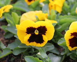 Violka, maceška zahradní 'Colossus Yellow with Blotch'