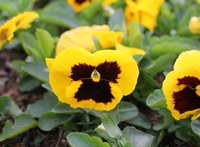 Violka, maceška zahradní 'Colossus Yellow with Blotch' - Viola wittrockiana 'Colossus Yellow with Blotch'