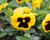 Violka, maceška zahradní 'Colossus Yellow with Blotch'