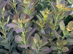 Ruj vlasatá 'Purple Lady' - Cotinus coggygria 'Purple Lady'