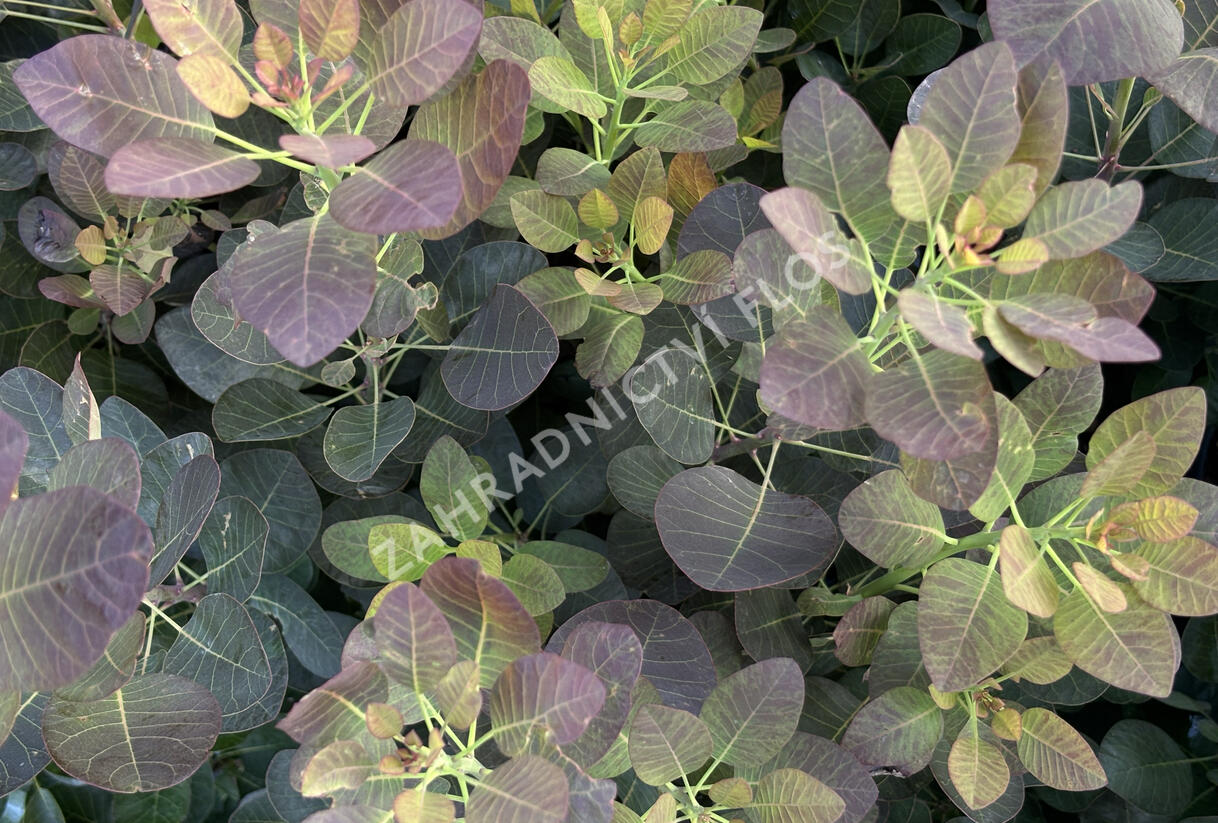 Ruj vlasatá 'Purple Lady' - Cotinus coggygria 'Purple Lady'