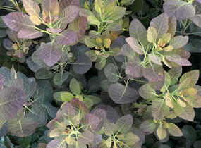 Ruj vlasatá 'Purple Lady' - Cotinus coggygria 'Purple Lady'
