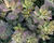 Ruj vlasatá 'Purple Lady'
