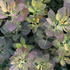 Cotinus coggygria 'Purple Lady'.jpg
