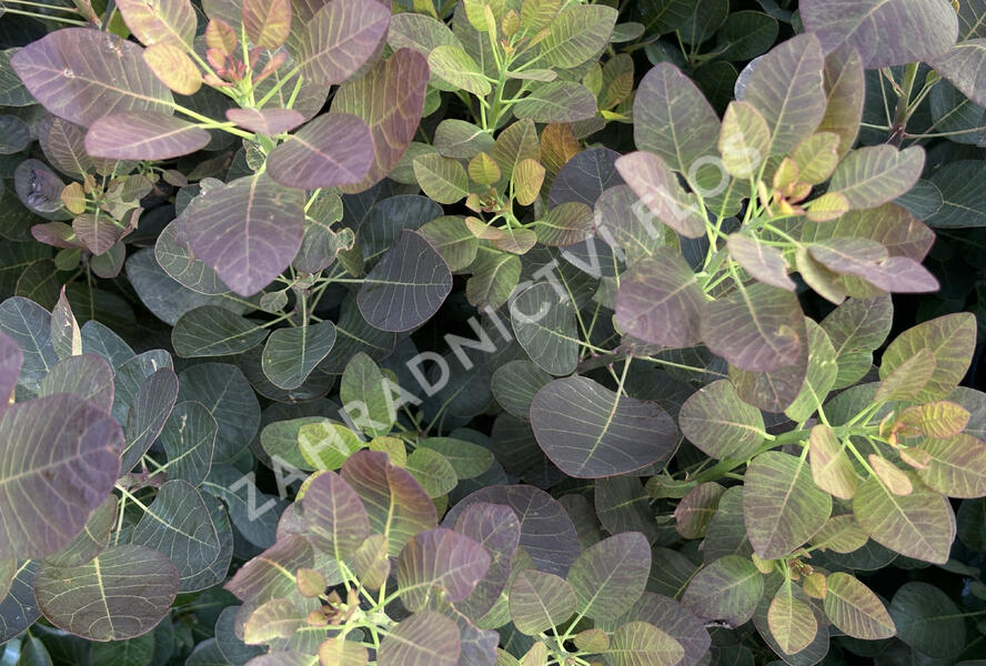 Ruj vlasatá 'Purple Lady' - Cotinus coggygria 'Purple Lady'