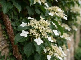 Hortenzie řapíkatá - Hydrangea anomala subsp. petiolaris