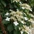 Hydrangea anomala subsp. petiolaris.jpg