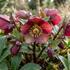 Helleborus hybridus 'HGC Ice Breaker Ruby'.jpg