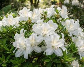 Azalka japonská 'Palestrina'