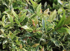 Leukothoe 'Firestar' - Leucothoe 'Firestar'