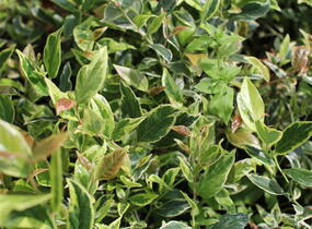 Leukothoe 'Firestar' - Leucothoe 'Firestar'
