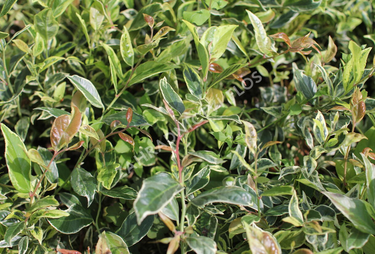 Leukothoe 'Firestar' - Leucothoe 'Firestar'