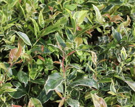Leukothoe 'Firestar'