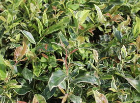 Leukothoe 'Firestar' - Leucothoe 'Firestar'