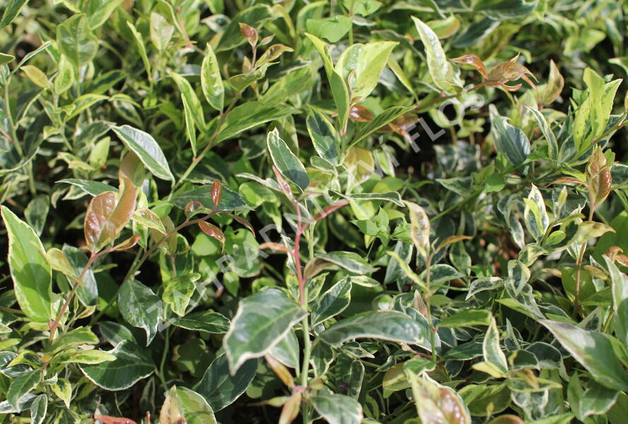 Leukothoe 'Firestar' - Leucothoe 'Firestar'
