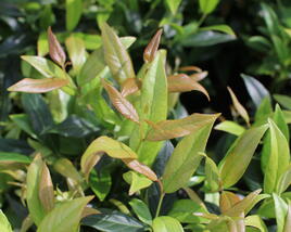 Leukothoe 'Red Lips'