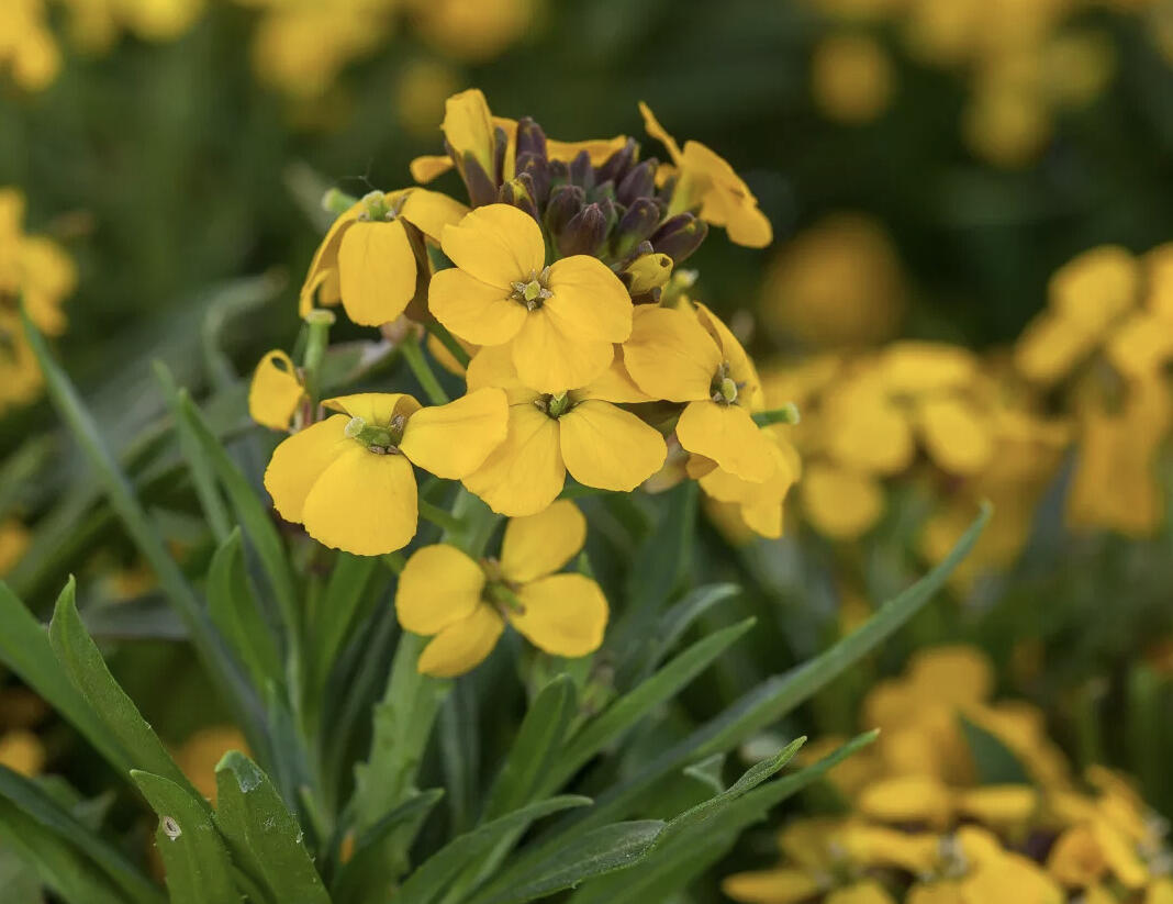 Trýzel 'Canaries Goldfinch' - Erysimum hybridum 'Canaries Goldfinch'