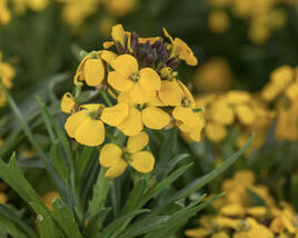 Trýzel 'Canaries Goldfinch'