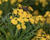 Trýzel 'Canaries Goldfinch'