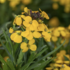 Erysimum hybridum 'Canaries Goldfinch'.png